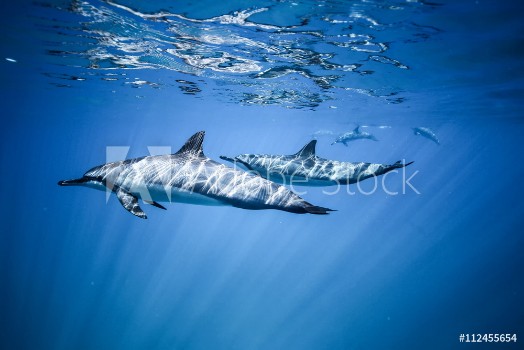 Picture of Two dolphins swim near the ocean surface Photo underwater